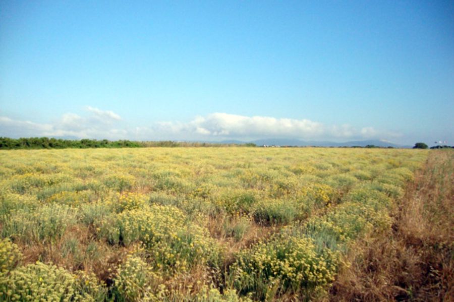 Erboristeria Officinale di Patrizia Daniele